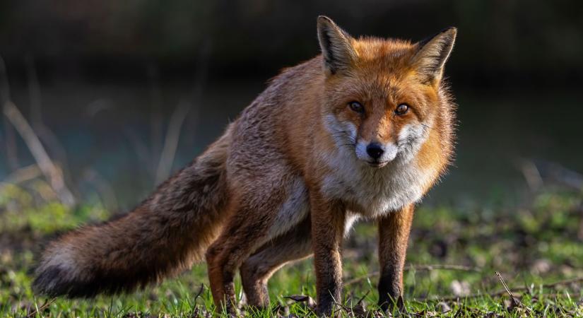 Rókák járják Kisbér utcáit - a polgármester lakossági tájékoztatót adott ki