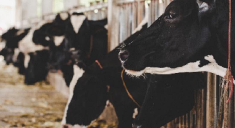 Több állattenyésztési támogatás keretösszegét megemelte az Agrárminisztérium