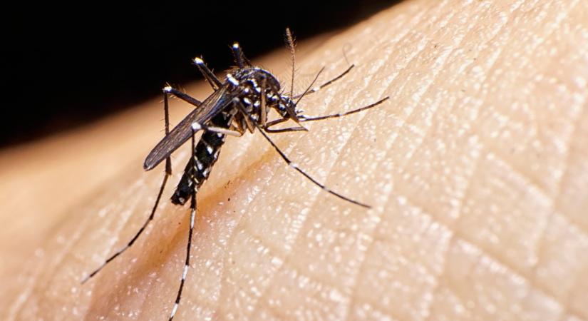 Idegen állatfajok jelentek meg Magyarországon: óriási gond lehet ebből