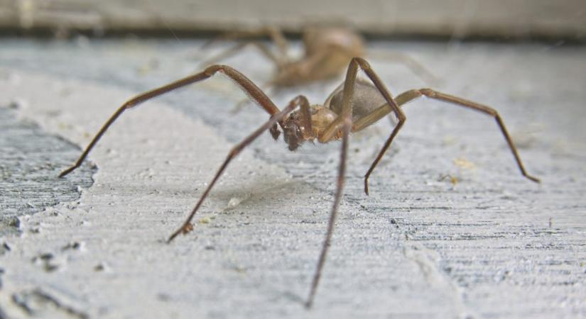 Tudtukon kívül több ezer mérges pókkal éltek együtt, ami a tudósokat is meglepte