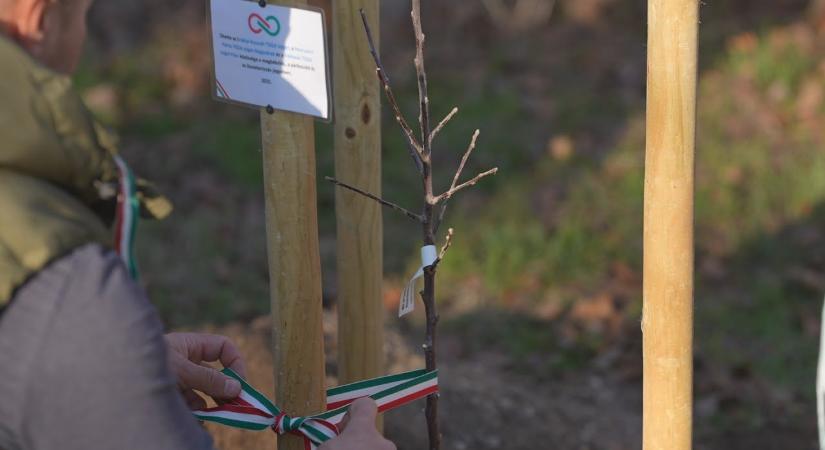 Ültessünk együtt – mert a gyökerek összekötnek