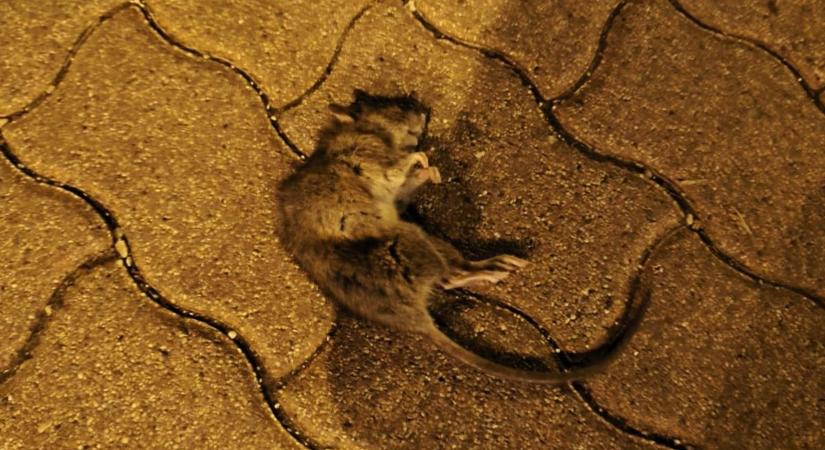 Órákon át hevert a zebra előtt a döglött patkány Tatabányán