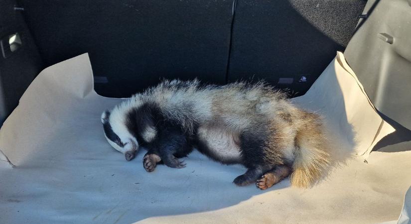 Veszélyes ragadozó Szabolcsban a házak között! Be kellett avatkozni, kimentek a szakemberek – fotókkal