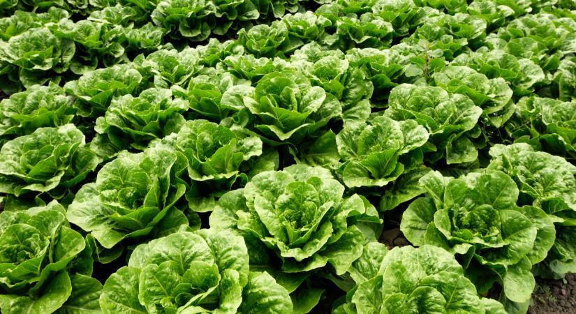 Őrület, mennyi terem ebből a zöldségből a franciáknál: tudhatnak valamit?