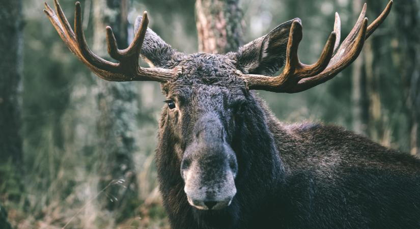 Friss! A Skandináv lottó nyerőszámai a 46. héten 2025-ben