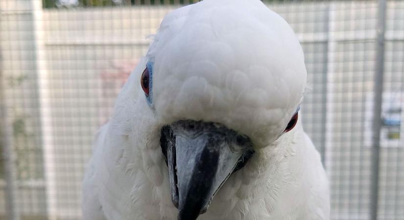 Eltűnt Sári – jelentős jutalmat kap a ritka triton kakadu megtalálója!