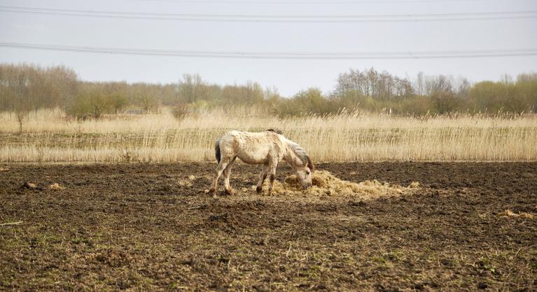Édenből éhhalál: az Oostvaardersplassen-kísérlet túlnőtt az emberen