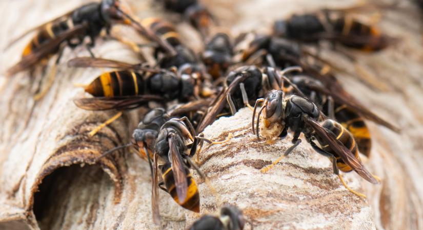 Nézze meg a gigantikus darázsfészket, amivel hetekig küzdött az otthonában egy dévaványai férfi