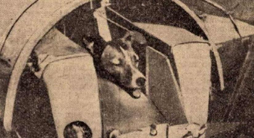 A FELLÖVÉS UTÁN ELPUSZTULT LAJKA, MÉGIS MÍTOSZT GYÁRTOTTAK AZ ŰRKUTYÁBÓL