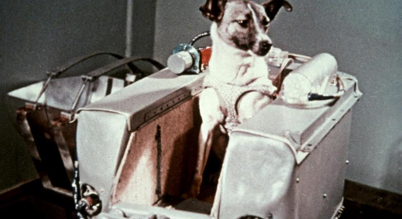 A FELLÖVÉS UTÁN ELPUSZTULT LAJKA, MÉGIS MÍTOSZ LETT AZ ŰRKUTYÁBÓL