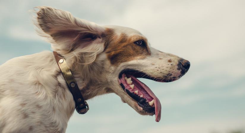 Jön az „ebadó” az egyik magyar városban – íme, a részletek