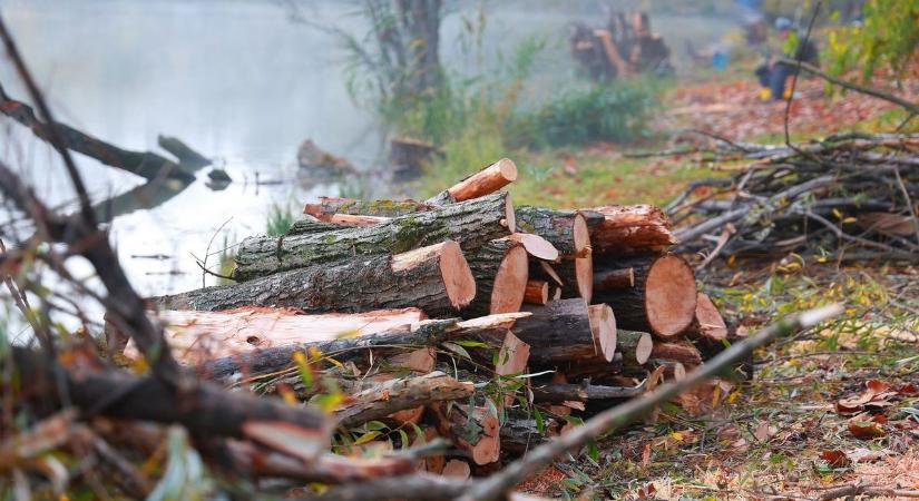 Megkezdődött a veszélyes fák kivágása a Szalki-szigeten