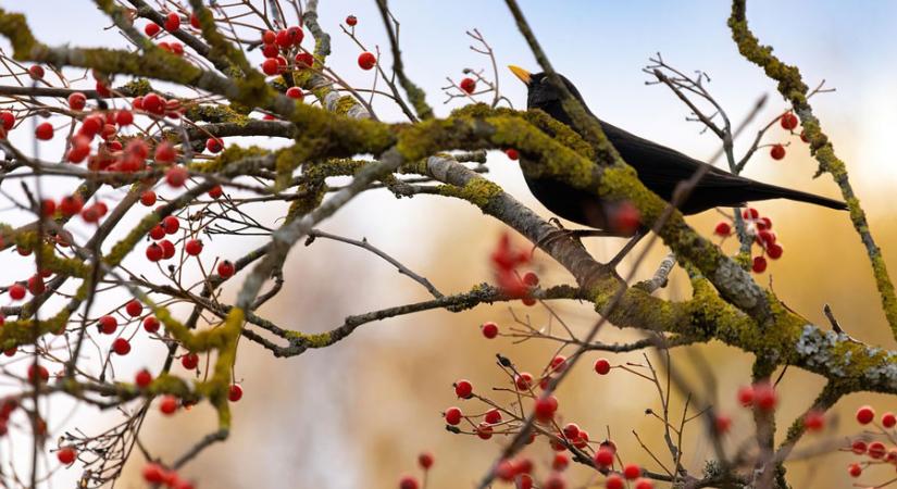 Kipusztult egy bennszülött fafaj a Vértesben