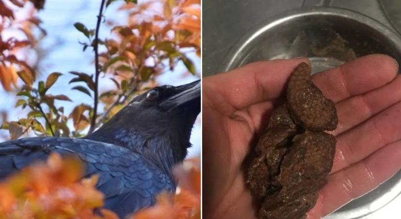 Csokis keksszel tömték meg a hollót, az állatkert halálos veszélyre figyelmeztet