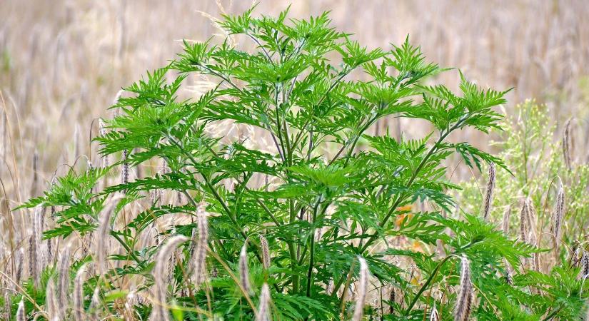 Elemi gazdasági érdekünk, hogy időben küzdjünk meg a biológiai invázióval