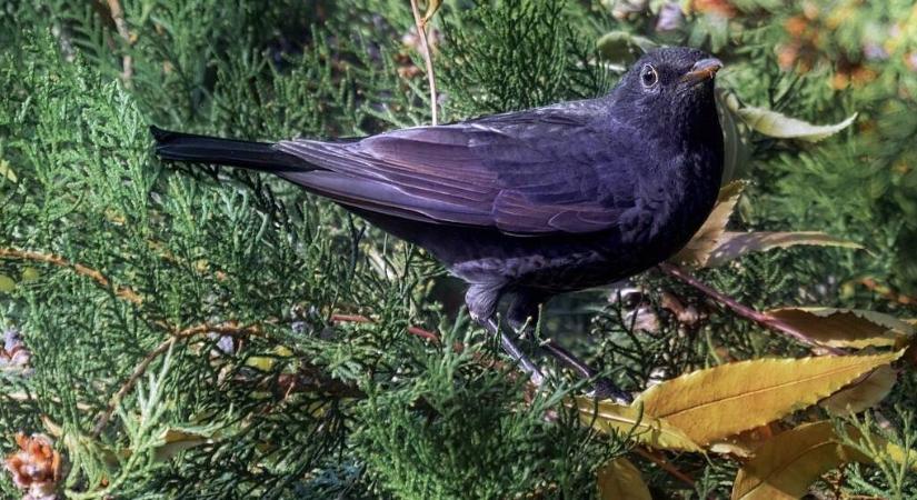 Az ökológiai sövény növényei