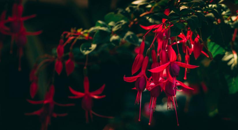 Ez az 5 szobanövény decemberben is ontja a virágokat