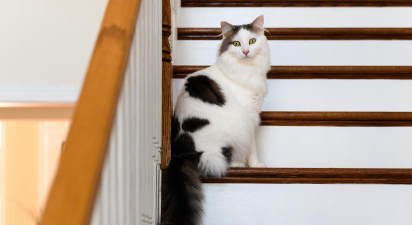 Új otthon, új kihívás: így reagál a cica a lépcsőkre (videó)