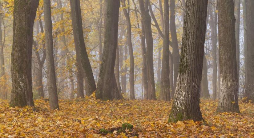 Szeged holnapi időjárása: vajon mikor szabadulunk a ködből?