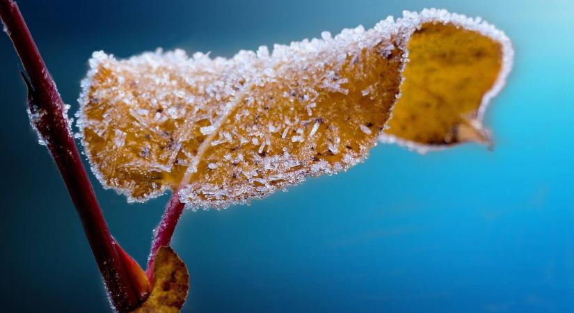 Hogyan alakul ki a gyümölcsfák fagytűrőképessége?