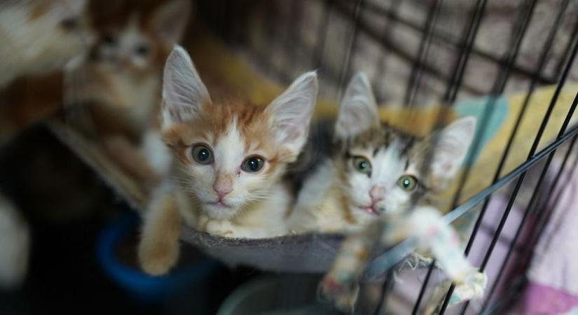 Macskaszemmel: így értelmezik a cicák a tekinteted és a hangulatod