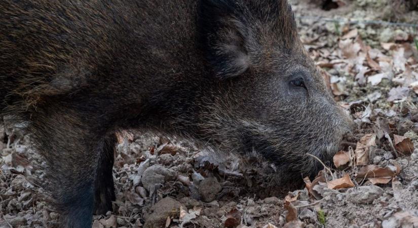 Veszélyes kór jelent meg Baranyában: azonnal reagált a Nébih