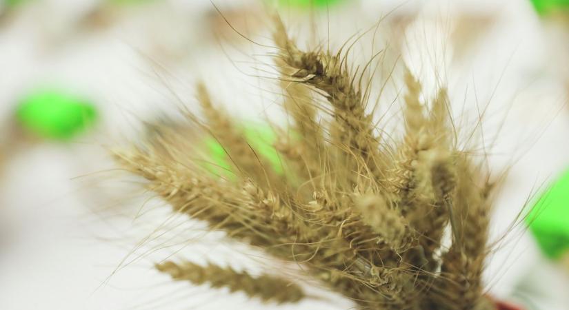 Szenzáció: magyar kutatók fejlesztettek új aszálytűrő búzát