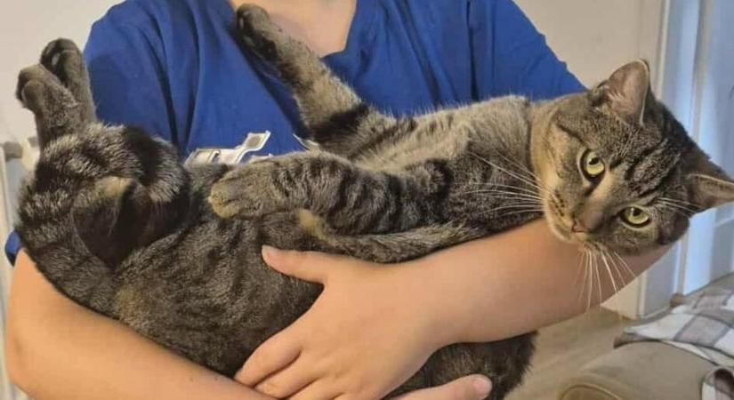 Hangos nyávogásával mentette meg a család életét a macska