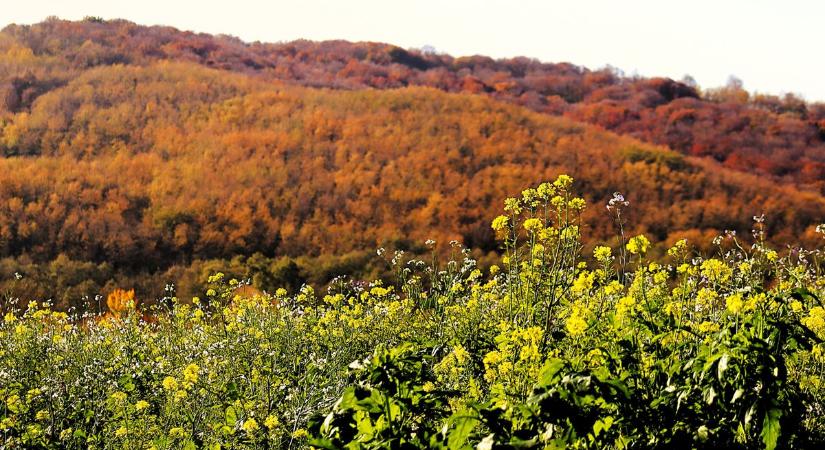 Tavasz az őszben - újra virágzik a repce (galéria)