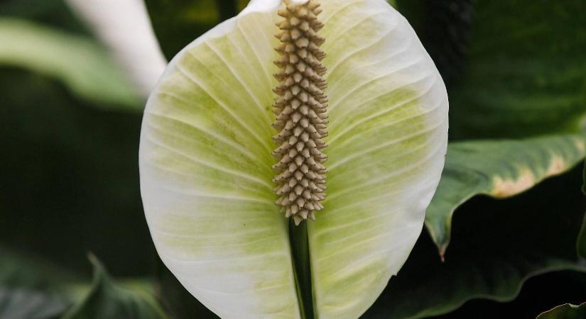 Halálos szeretet: így pusztítjuk el a vitorlavirágot