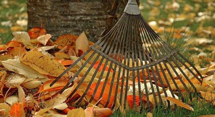 Lehullott falevél a kertben – 4 meglepő mód, ahogyan hasznosíthatjuk
