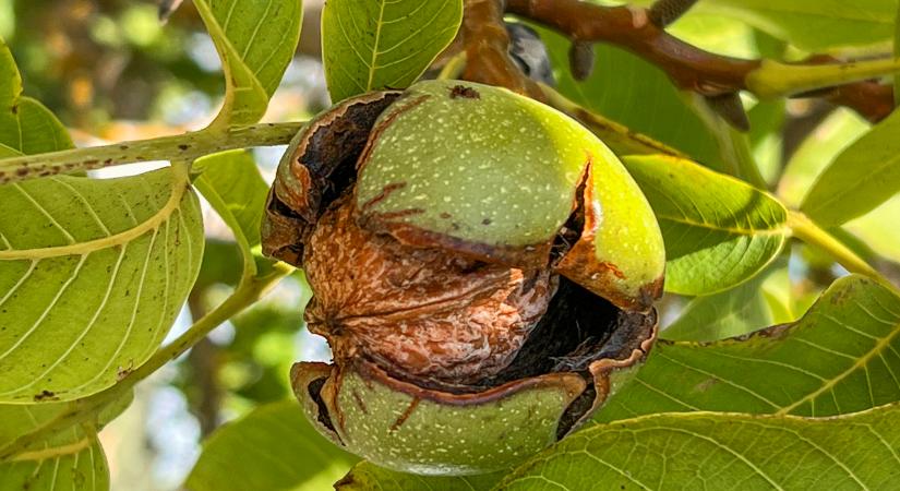 Diófád van? Kincset érnek a levelei!