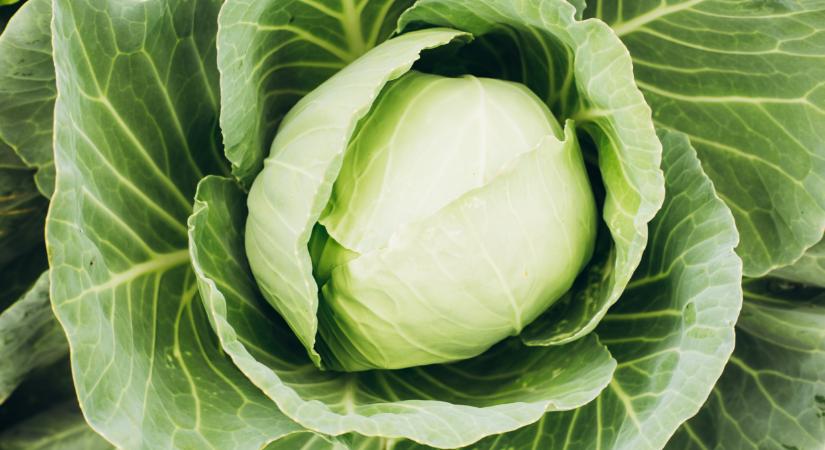 Óriási káposzta termett ebben a térségben: ekkorát még nem láttál