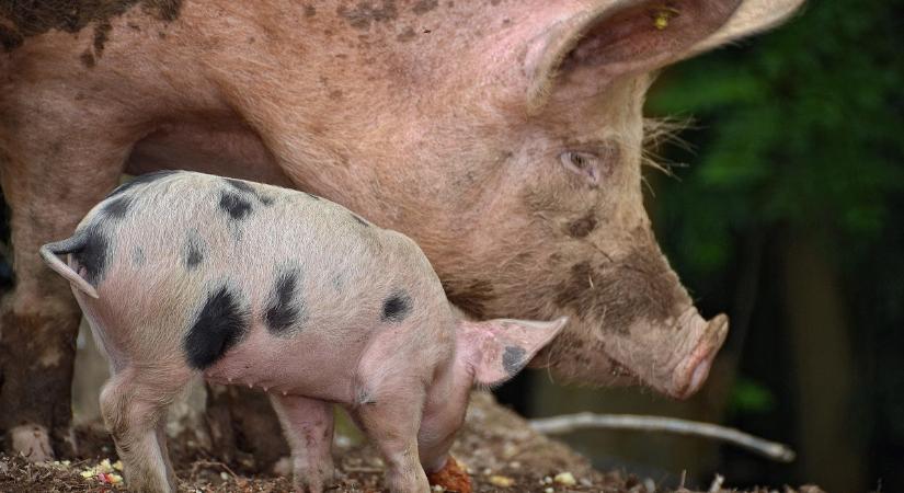 Több támogatás jut az állattartóknak