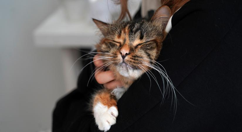 Cicatartó jogosítvány Magyarországon: hamarosan indul!