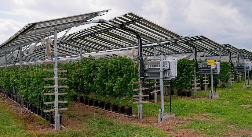 Win-win: így lehet összehangolni a növénytermesztést és a villamosenergia-termelést