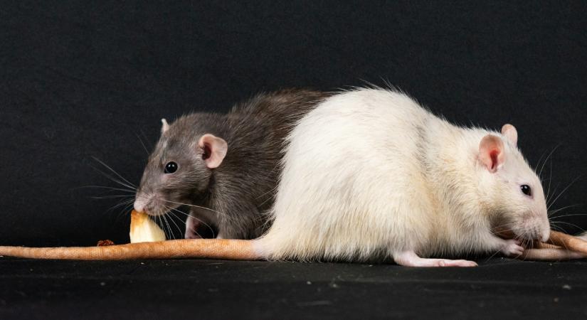 Ezért fognak örülni az állatvédők a mesterséges intelligencia térnyerésének