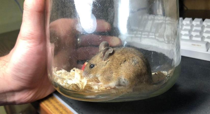 Nemcsak a hideg jön be, hanem az egér is – a rágcsálóirtó mondta meg a tutit