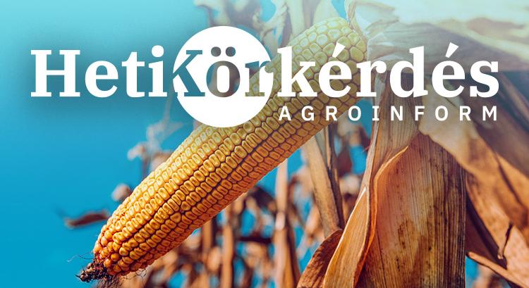 Bemutatjuk a legújabb kukoricákat! – Heti Körkérdés