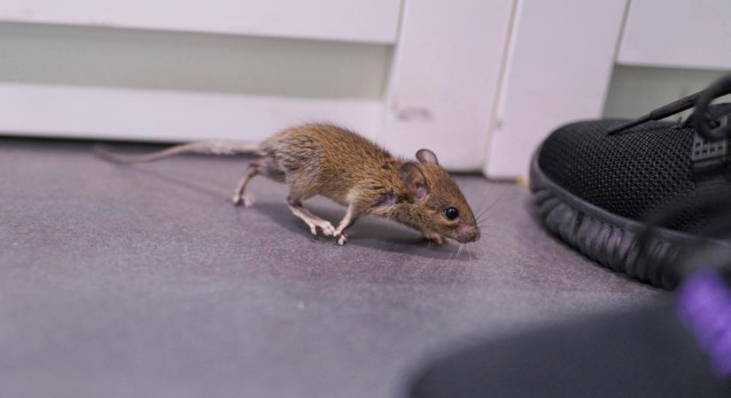 Pár csepp ebből az olajból, és egyből menekülnek az egerek!