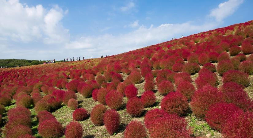 Kerti seprűfű – a növény, ami ősszel lángra lobban (de csak színekben)
