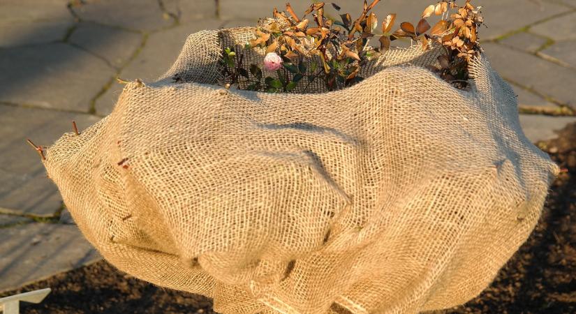 Így védje a téli hidegtől a dézsás növényeket