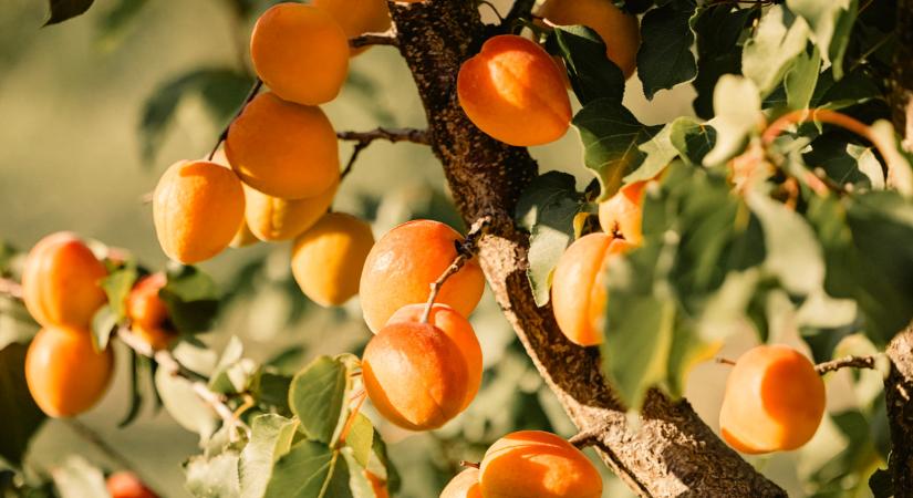 Óriási veszélyben lehetnek a gyümölcsfák, szörnyű fertőzés fenyeget