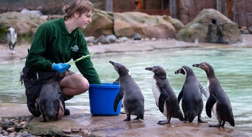 Örökre eltűnhet egy pingvinfaj