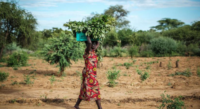Egyre többen éheznek