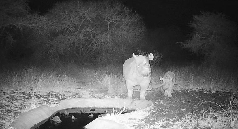 Súlyosan veszélyeztetett orrszarvú született Kenyában