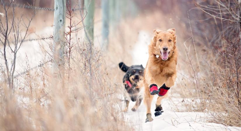 Állatvédők riasztanak: ez a téli veszély akár végzetes is lehet a kedvencednek