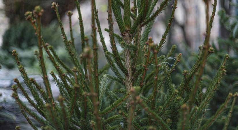 Egy hatalmas fát keresnek a településen: ezt a leírást adták meg hozzá