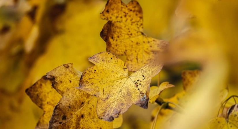 Veszprém bevezeti a kísérleti avargazdálkodást a városi zöldterületeken