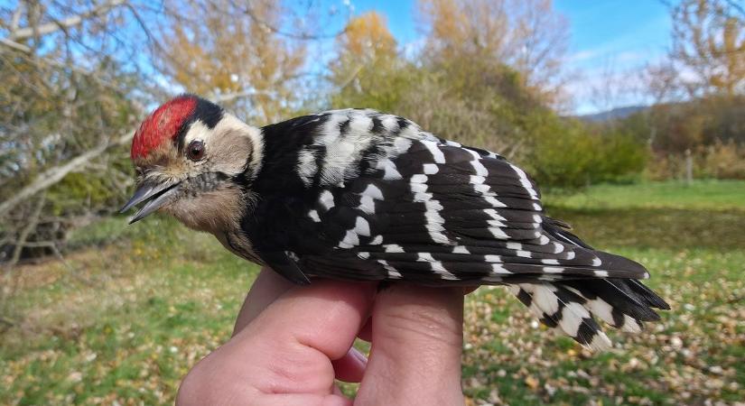 Több mint kilencezer madár kapott gyűrűt - ritka fajok is a Ferencmajori Madárvártán